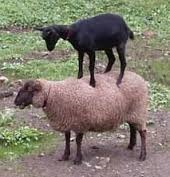 A goat on a sheep