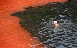 A swimmer heads towards a red algae bloom at Sydney's Clovelly Beach on November 27, 2012, which closed some beaches for swimming including Bondi Beach for a period of time. While the red algae, known as Noctiluca scintillans or sea sparkle, has no toxic effects, people are still advised to avoid swimming in areas with discoloured water because the algae, which can be high in ammonia, can cause skin irritation. AFP PHOTO/William WESTWILLIAM WEST/AFP/Getty Images