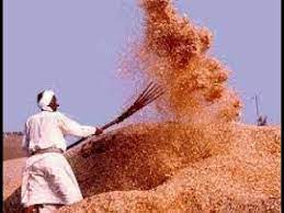 winnowing fork in action