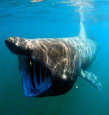 BAsking Shark